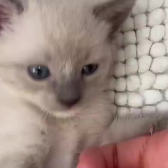 голубоглазый котенок Гиф - Гифис