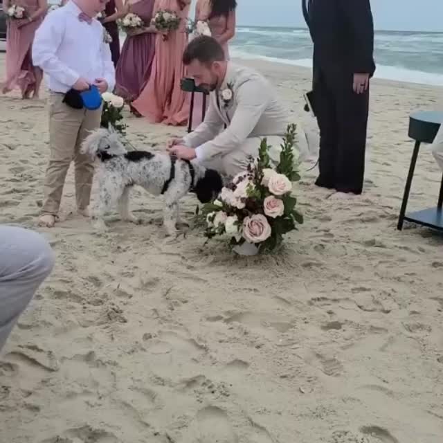 собака жжет на свадьбе Гиф - Гифис