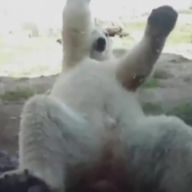 танец белого медведя Гиф - Гифис