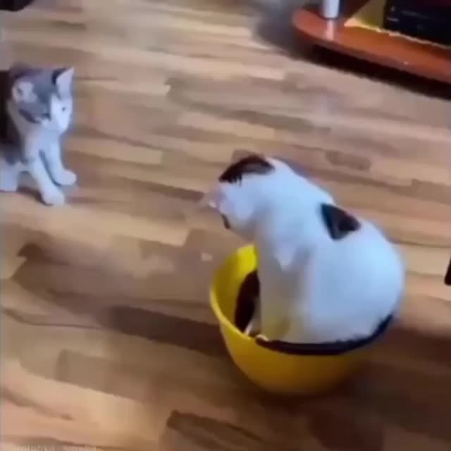котенок играется с палочкой Гиф - Гифис