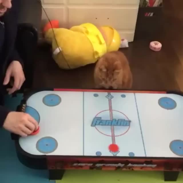 кот учит играть в настольный хоккей Гиф - Гифис