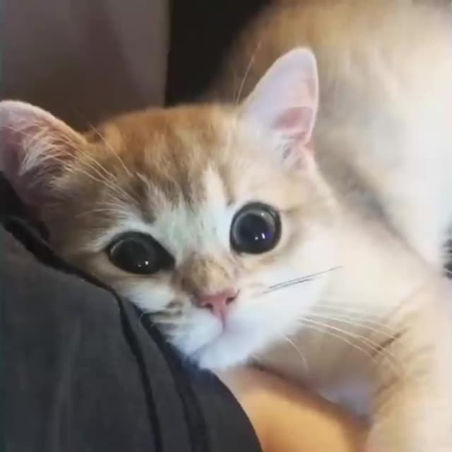 котенок с милыми глазками Гиф - Гифис