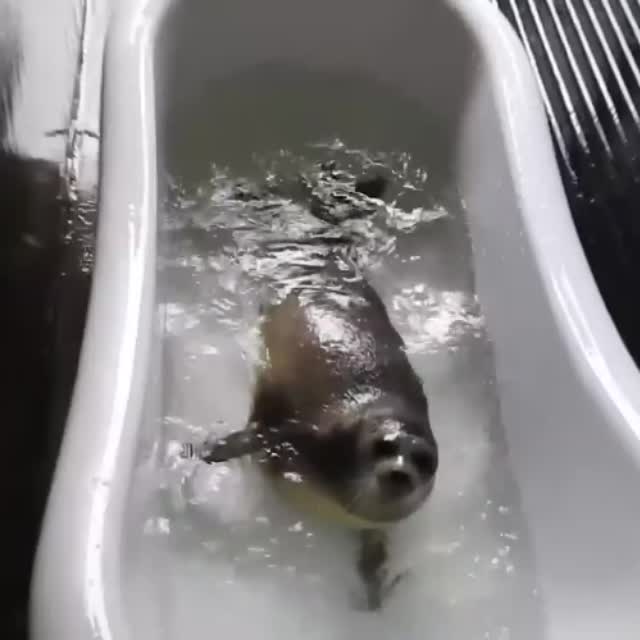морской котик хулиганит в ванной Гиф - Гифис