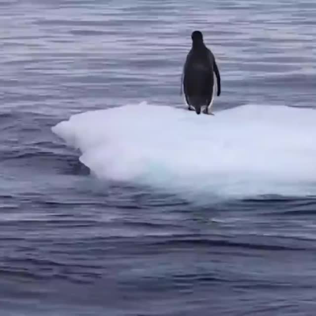 вредный пингвин Гиф - Гифис