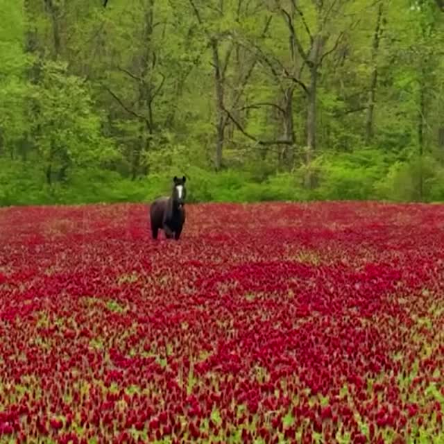лошадь в красивом цветочном поле Гиф - Гифис