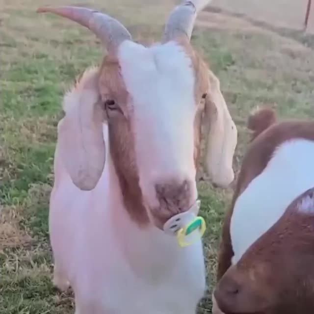 коза с соской Гиф - Гифис