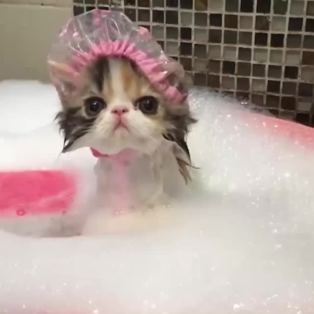 милый котенок принимает ванную Гиф - Гифис