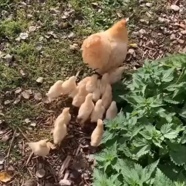 мама - курица выгуливает своих детей Гиф - Гифис
