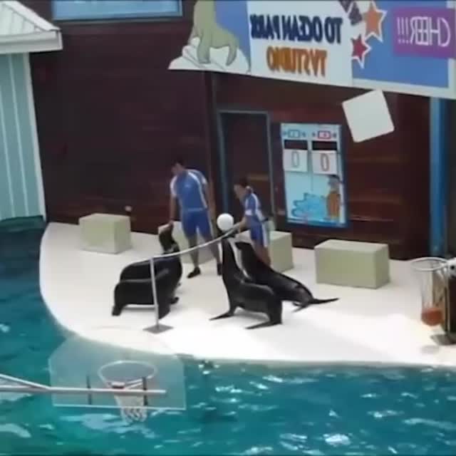 морские котики играют в волейбол Гиф - Гифис