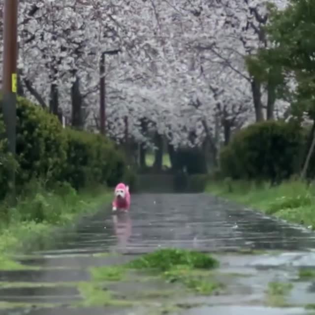 песик гуляет в комбинезоне под дождем Гиф - Гифис