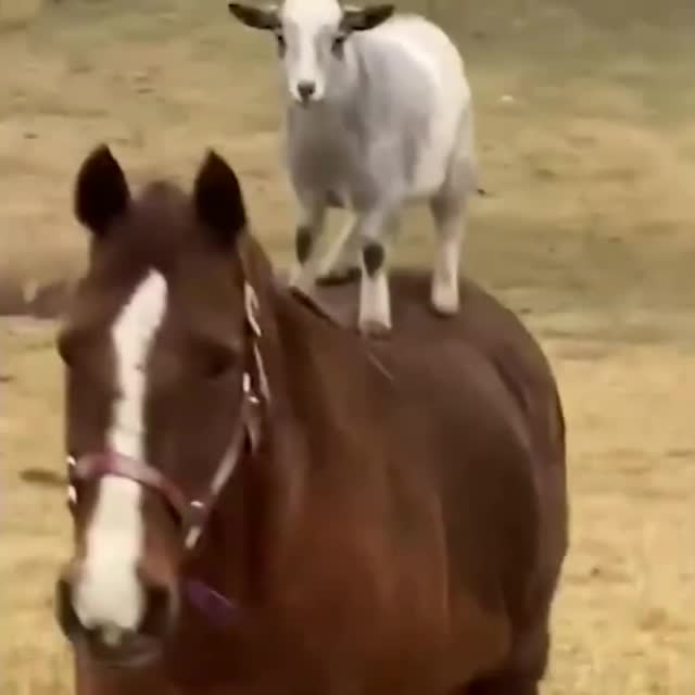 коза на коне Гиф - Гифис