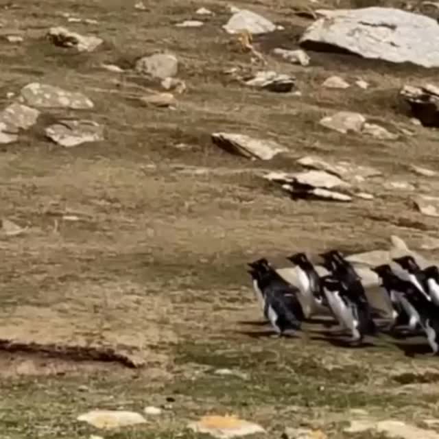пингвины насмотрелись слово пацана Гиф - Гифис
