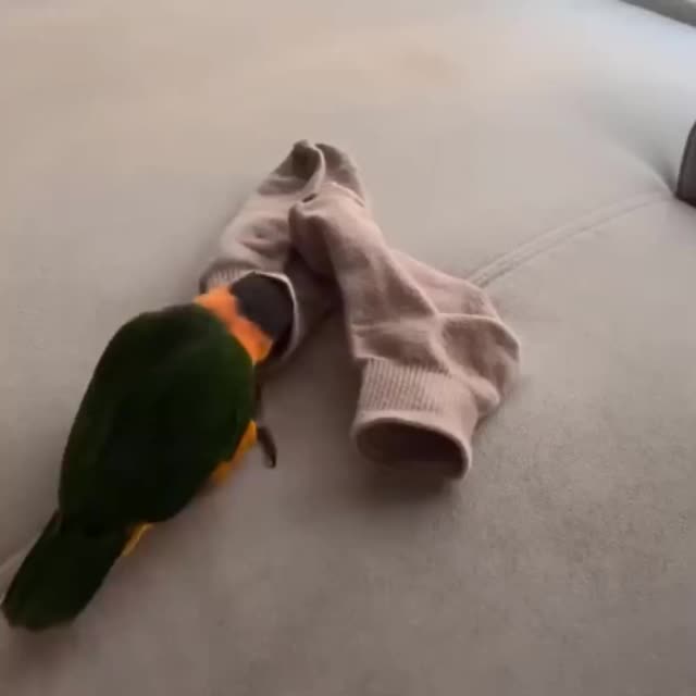 попугай примеряет носки Гиф - Гифис