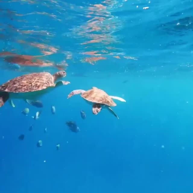 морские черепахи Гиф - Гифис