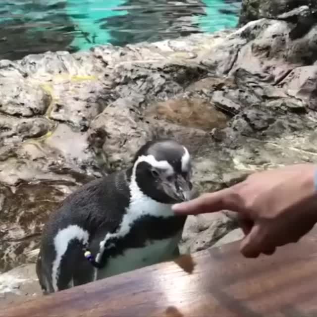 пингвин под гипнозом Гиф - Гифис