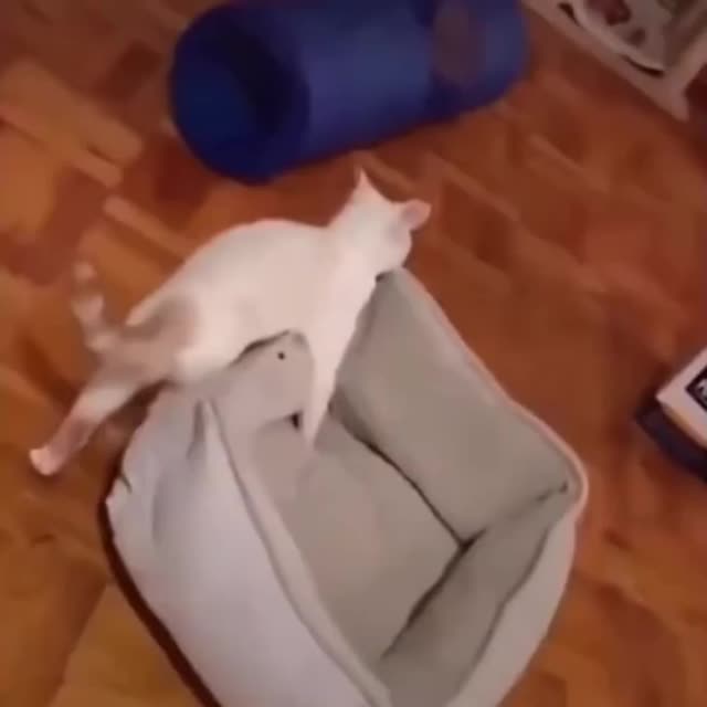 кот пытается засунуть лежак в коробку Гиф - Гифис