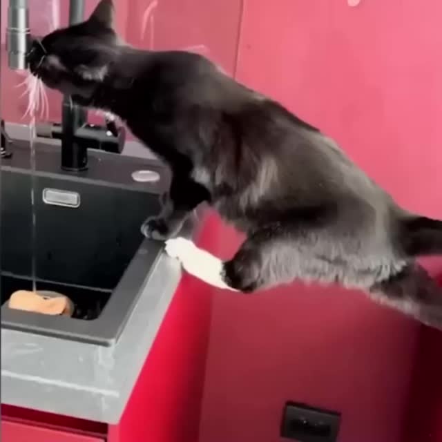 опасный кот Гиф - Гифис
