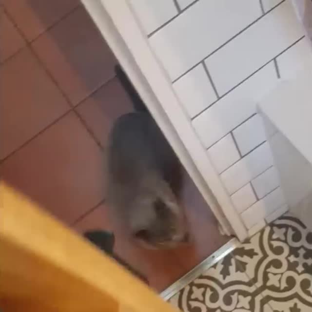 реакция кота на воду в ванной Гиф - Гифис