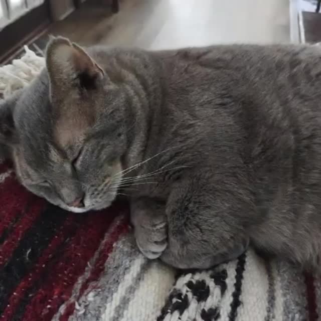 кот сладко спит Гиф - Гифис