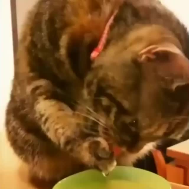 кот по-своему пьет воду из миски Гиф - Гифис
