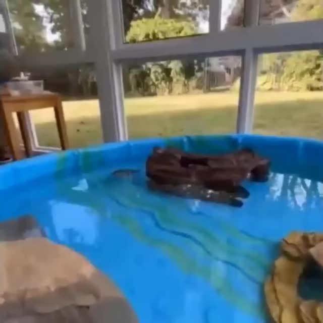 бассейн для черепахи Гиф - Гифис