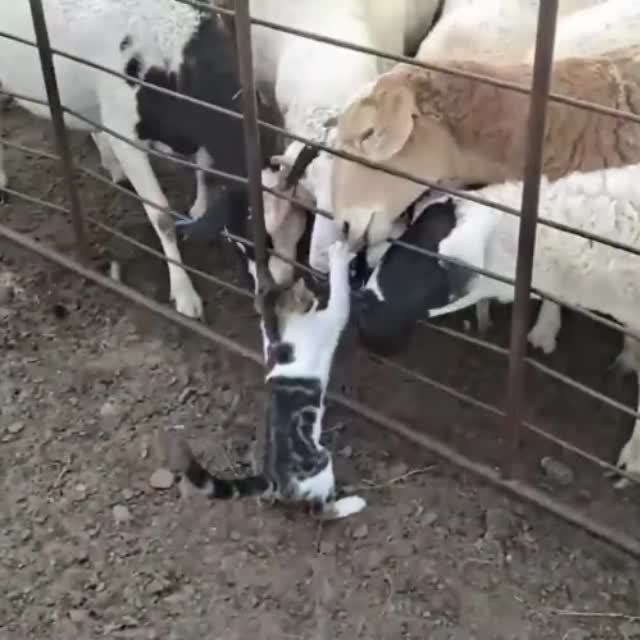 котенка знакомит с овцами Гиф - Гифис