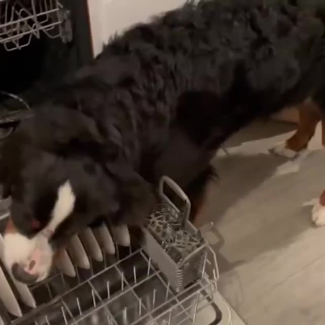 зачем нужна посудомойка когда есть собака Гиф - Гифис