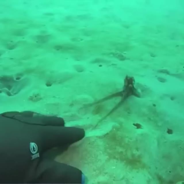 осьминог заигрывает с аквалангистом Гиф - Гифис