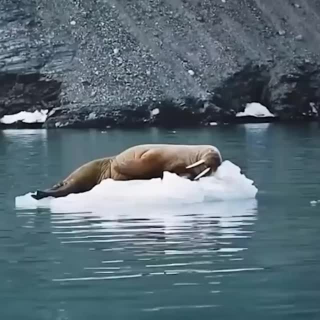 тюлень спит на ледышке Гиф - Гифис