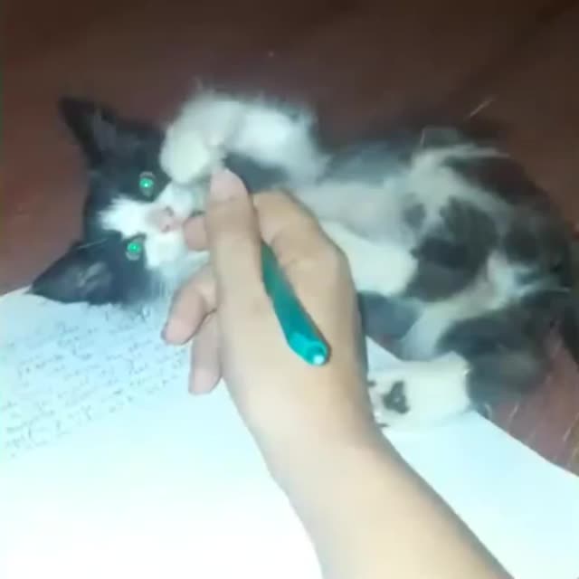 котенок помогает делать уроки Гиф - Гифис