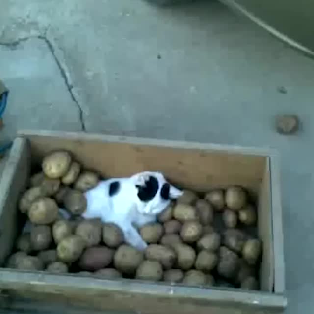 кот охраняет картошку Гиф - Гифис