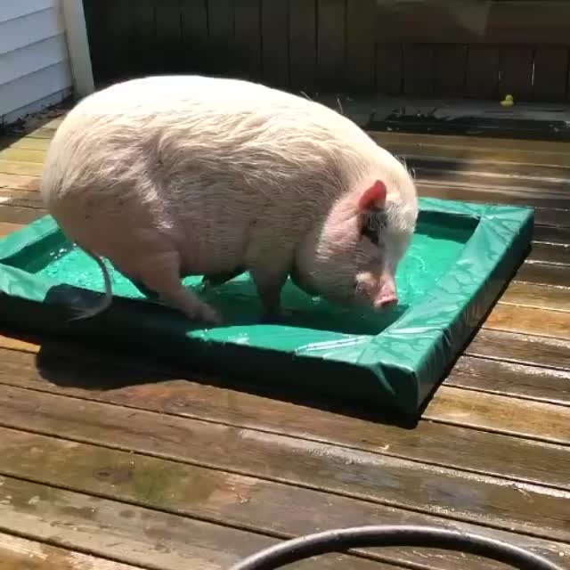даже у свиньи есть свой личный бассейн Гиф - Гифис