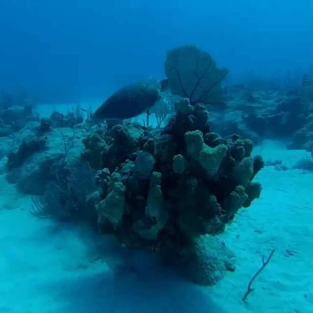 морская черепаха на глубине Гиф - Гифис