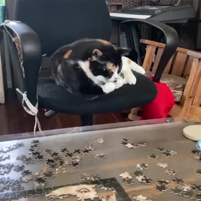 кот помогает собирать мозайку Гиф - Гифис