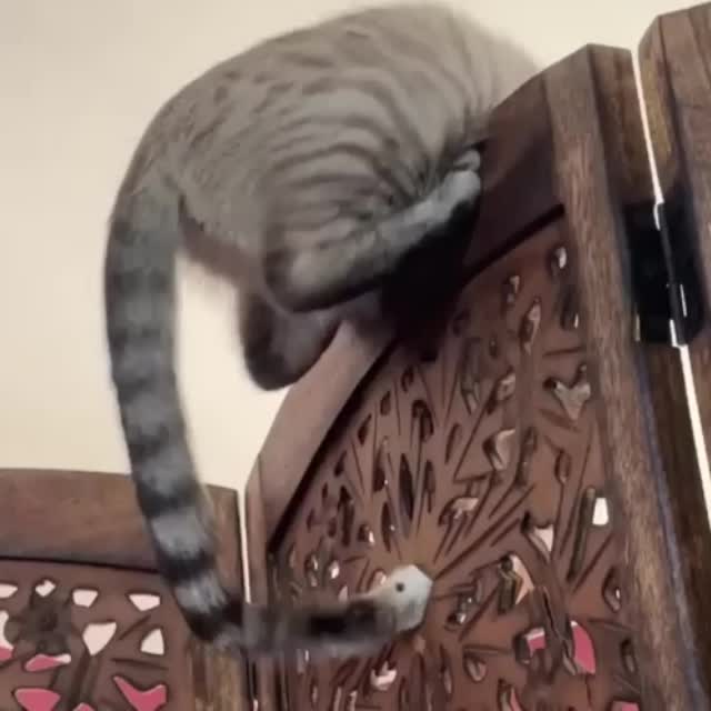 кот играет с хвостом Гиф - Гифис