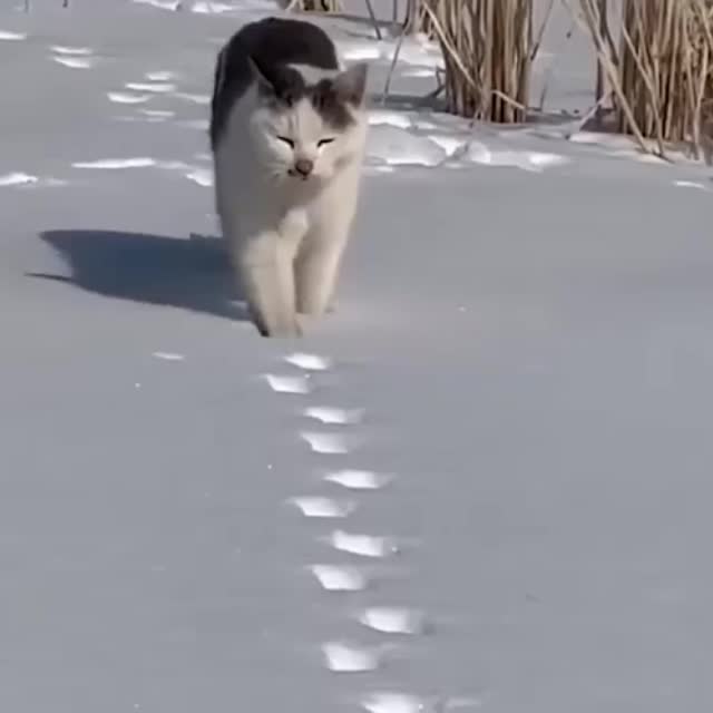 модельная походка кота Гиф - Гифис