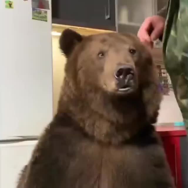 медведь в россии чистит зубки Гиф - Гифис