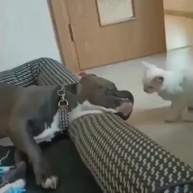 ленивая собака против кота Гиф - Гифис