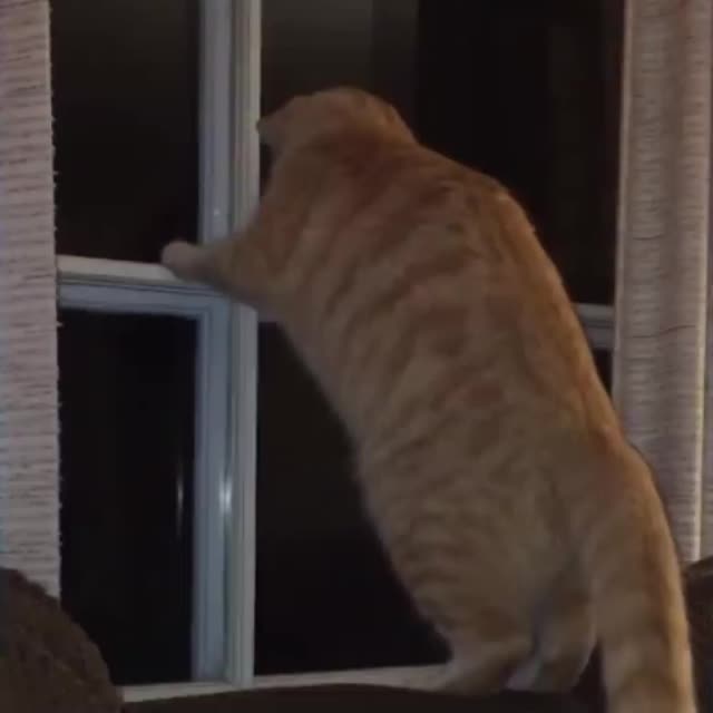кот пытается поймать муху Гиф - Гифис