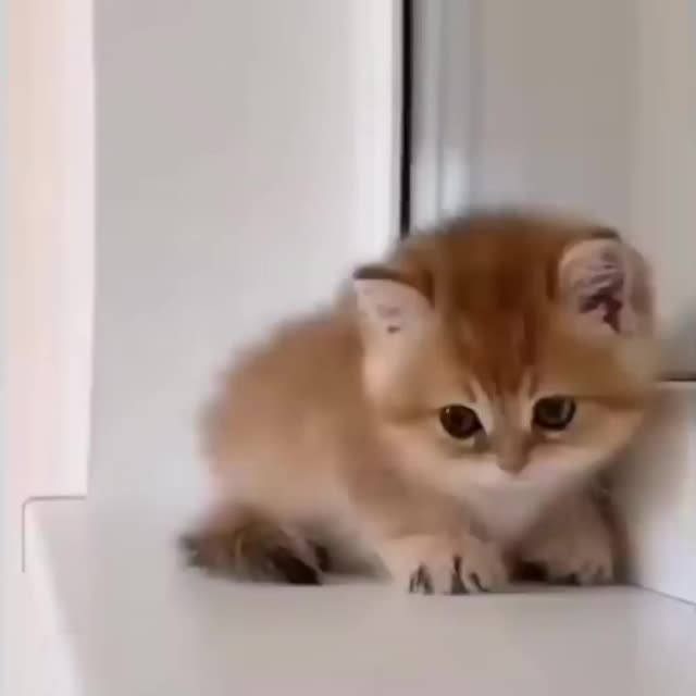 рыжий котенок Гиф - Гифис