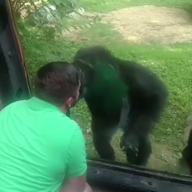 поцелуй с шимпанзе Гиф - Гифис