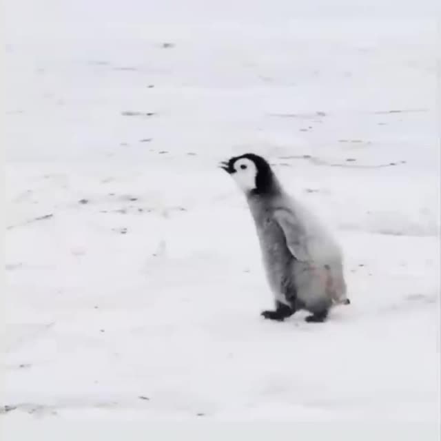 красивый пингвиненок с батей Гиф - Гифис