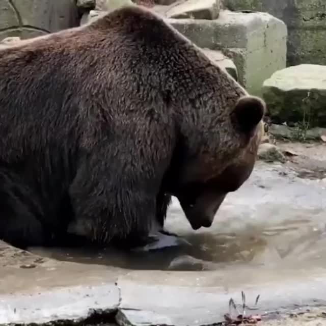 медведь плескается в луже Гиф - Гифис