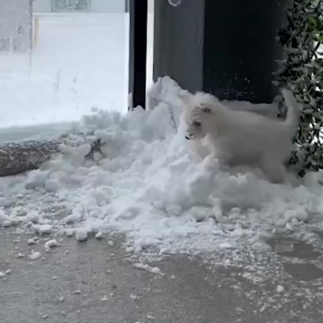 первый снег у собачки Гиф - Гифис