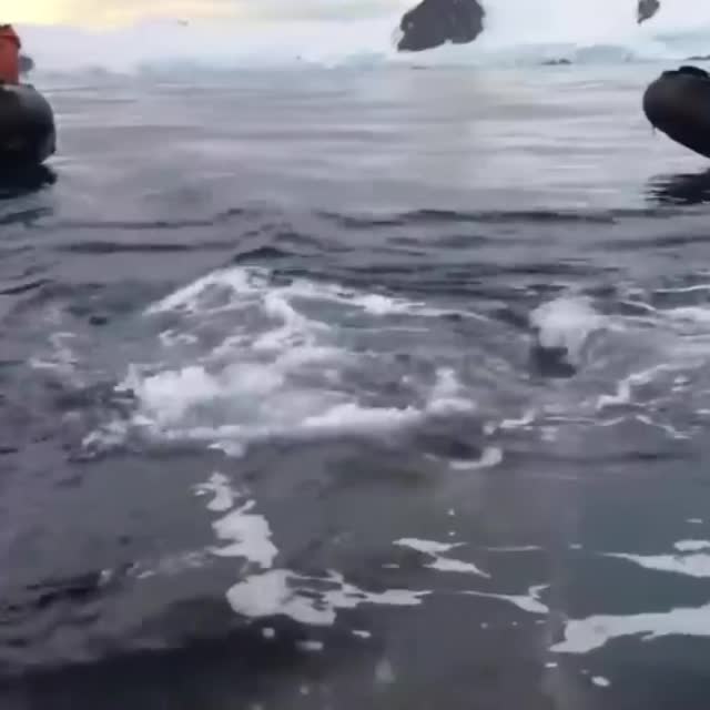 кит позирует перед туристами Гиф - Гифис