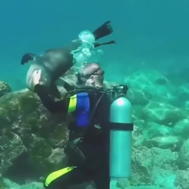 морской котик заигрывает с аквалангистом Гиф - Гифис