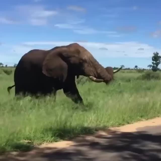 агрессивный слон Гиф - Гифис