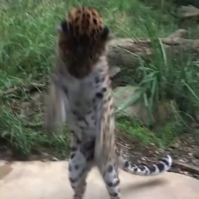 леопард танцует лучше чем я) Гиф - Гифис
