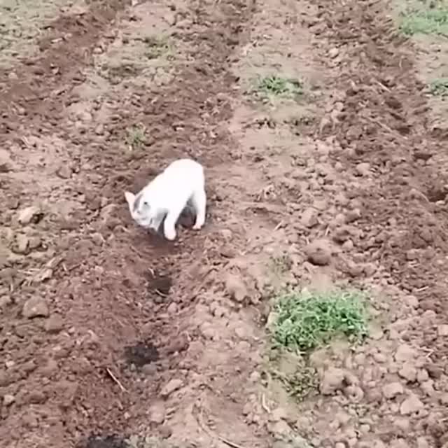 кот помогает по огороду Гиф - Гифис
