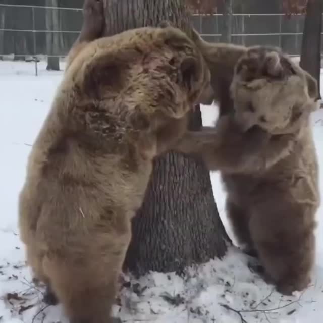 два медведя делят дерево Гиф - Гифис